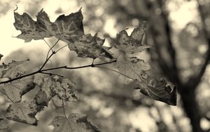 東遼縣獸用殺菌劑有限責任公司